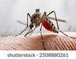 Mosquito-borne virus EEE. A close-up of a mosquito feeding on human skin, with its proboscis deeply embedded in the flesh. 