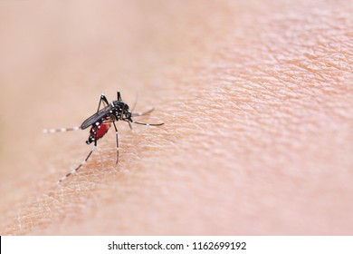 Mosquitoe bite and feeding blood on wrinkle skin