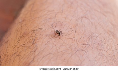 Mosquitoes Are Biting And Sucking Blood On Hairy Human Skin.