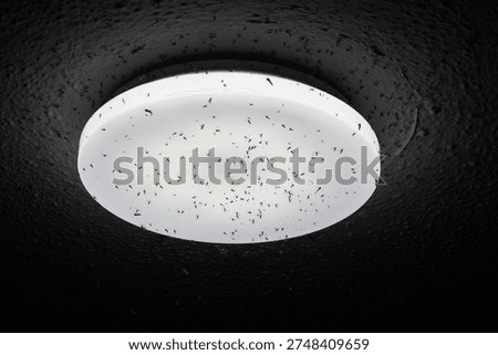 Mosquitoes fly around a light source, a lamp, Huelva Province, Matalascañas, Costa de la Luz, Spain