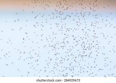 Mosquitoes Flyong And Swarm