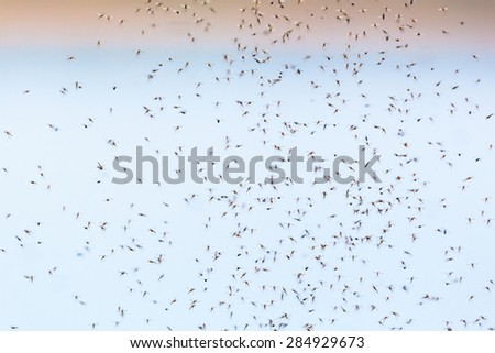 Mosquitoes flyong and swarm