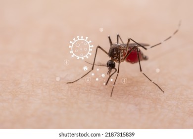 15 190 Blood Sucking Insects Images Stock Photos Vectors Shutterstock   Mosquitoes Natural Bloodsucking Insects That 260nw 2187315839 