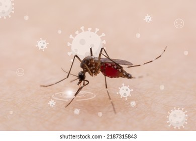 15 190 Blood Sucking Insects Images Stock Photos Vectors Shutterstock   Mosquitoes Natural Bloodsucking Insects That 260nw 2187315843 