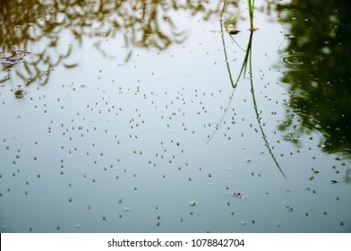 Mosquitoes on the surface of the water 