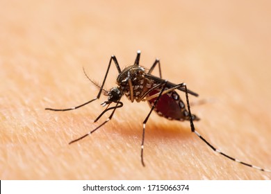 Mosquitoes sucking blood on people's legs