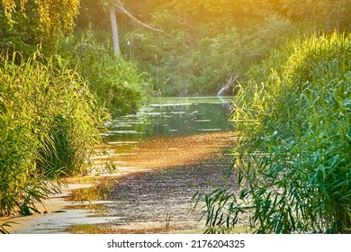 Mosquitoes swirl over the water. The small Quiet River is overgrown with mud. The banks are overgrown with dense tall green reeds.