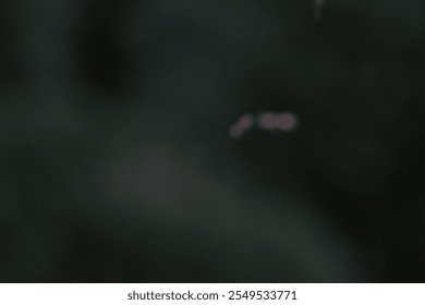 Mosquitos and small insect flying in the air. Blurred flying mosquitos abstract background  - Powered by Shutterstock