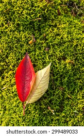 Moss