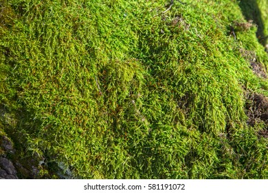 Moss Green Color Hd Stock Images Shutterstock