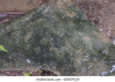 Moss
