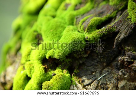 moss