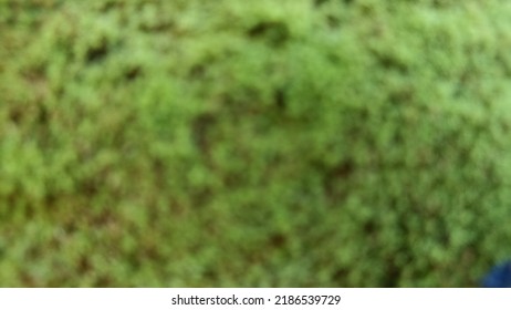 Moss Abstract Background On Defocused House Wall