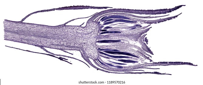 Moss Antheridium - Cross Section Cut Under The Microscope – Microscopic View Of Plant Cells For Botanic Education