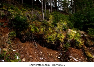 moss background 