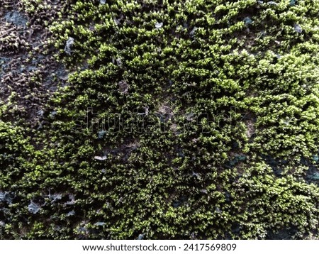 moss background attached to the wall