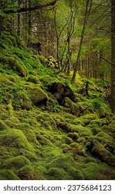 Moss in the backwoods. Mossy backwoods. Green moss in forest. Mossy forest scene