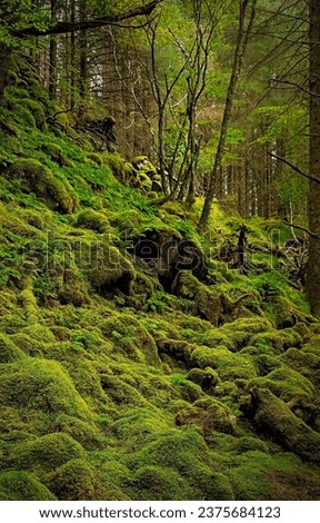 Moss in the backwoods. Mossy backwoods. Green moss in forest. Mossy forest scene
