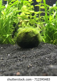 Moss Ball In Aquarium