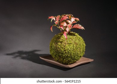 Moss Ball, Kokedama