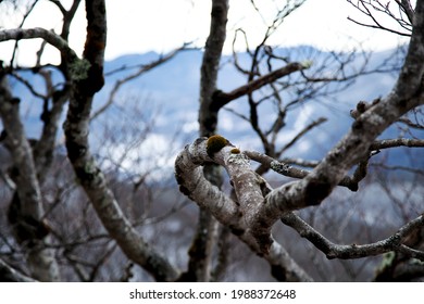 Moss Ball On Tree On Beech Mountain.