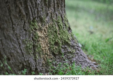 Moss at the base of a tree