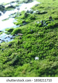 Moss Is Beautiful When Nature Provides Beauty In Unexpected Places