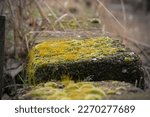 Moss bloom in early spring