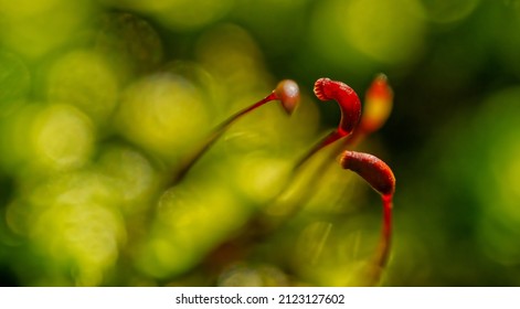 Moss Bloom At The Edge Of An Area With Starry Moss, Sagina Subulata