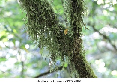 moss branches close up