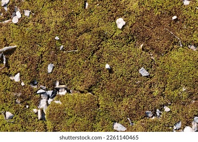 moss. bright yellow-green moss, in the forest. natural autumn background. stones lie on moss, in the sun, on a summer or spring day. old autumn moss green background for text. Close-up