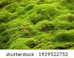 Moss carpet, Common Haircap Moss or Great Golden Maidenhair (Polytrichum commune), Reunion, Africa