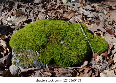 Moss At Cheaha State Park