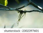 moss clings to the branches, macro photography with camera sony A9ii 