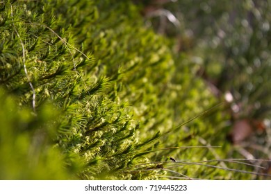 Moss close up