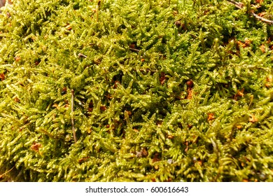 Moss closeup