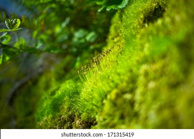 Moss Closeup. Mosses Were Grouped With The Liverworts And Hornworts. Bryophyta Division.