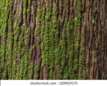 Moss cover on tree bark background. Close-up moss texture on tree surface.