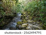 Moss Coverd Rocks Fill The Narrow Trail Along Springhouse Branch Trail in Great Smoky Mountains National Park