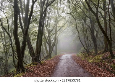 Moss covered beech trees lining a foggy woodland lane in soft autumn light with leaf strewn verges