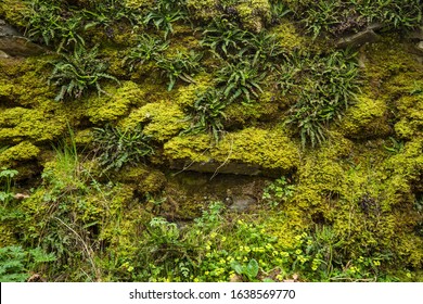 Moss Covered Dry Stone Wall