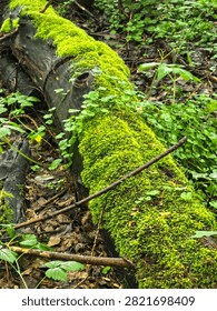 Moss covered fallen tree trunk in lush green forest.

Old fallen tree trunk covered with vivid green moss in a peaceful woodland environment.