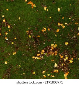 Moss Covered Forest Floor Top View Pattern