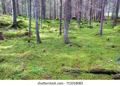 Moss Covered Ground In Forest.