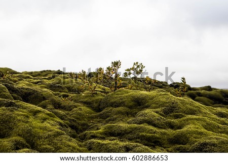 Moss covered lava rocks and miniature birch trees in southern Iceland at Lakagigar or Laki where a volcanic eruption in 1783-84 burned the landscape which has now overgrown with moss