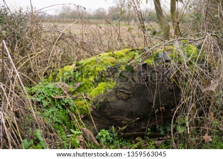 Moss covered log in the countryside