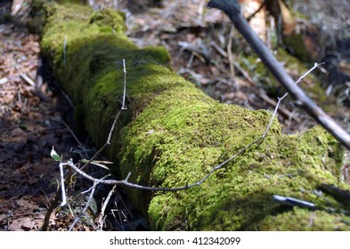 moss covered log in the forest
