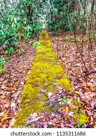 Moss covered path