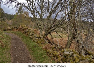 Moss covered Rock lined fence separates the Scotland hiking path from the farm fields in early spring - Powered by Shutterstock