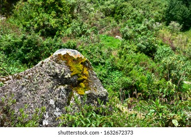 Moss Covered Rock In Huascarán National Park Peru